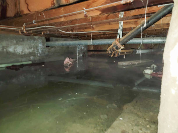 Best Local water damage restoration  in Frackville, PA